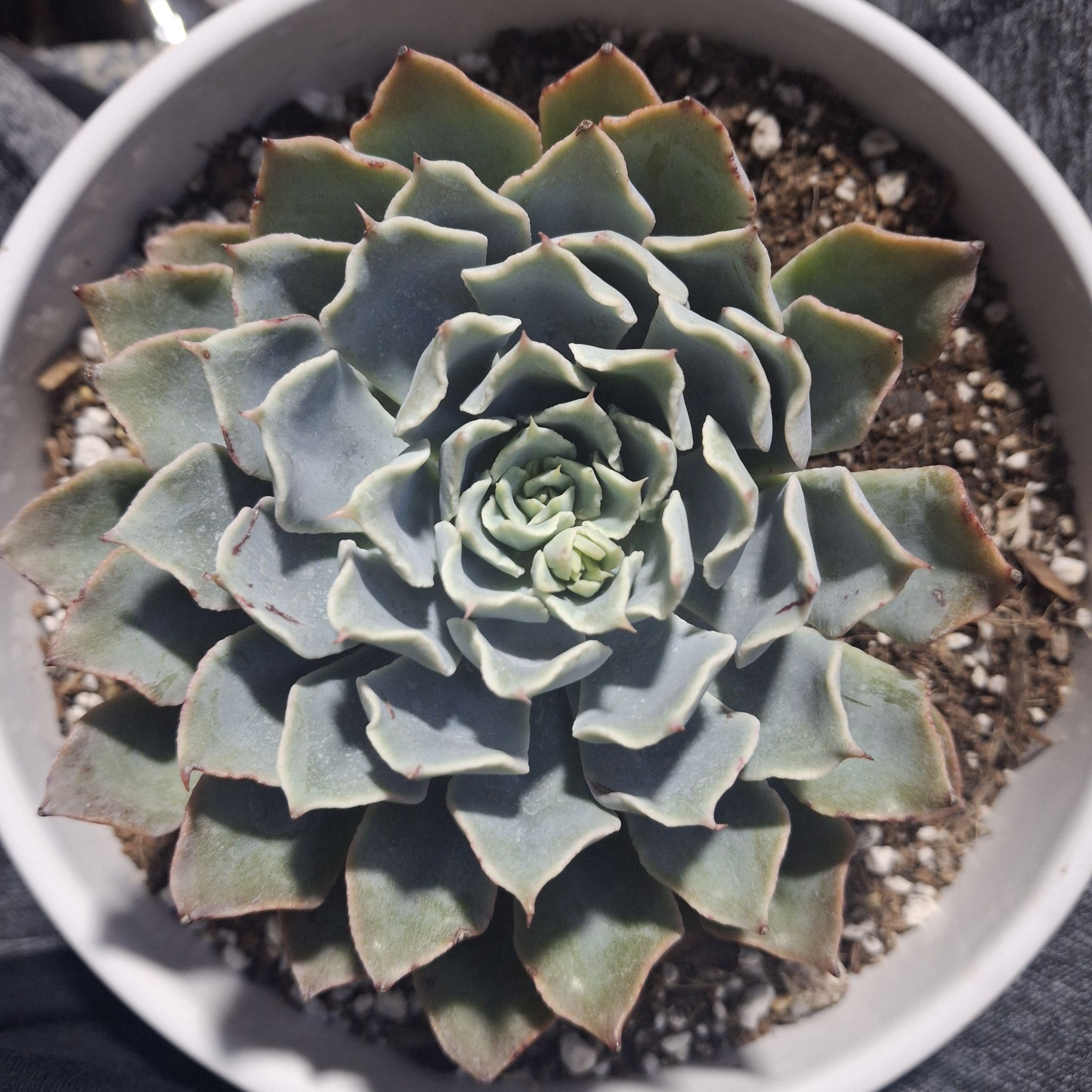 Photo of the plant species Echeveria by @TimelyTearose named Blue Mist on Greg, the plant care app