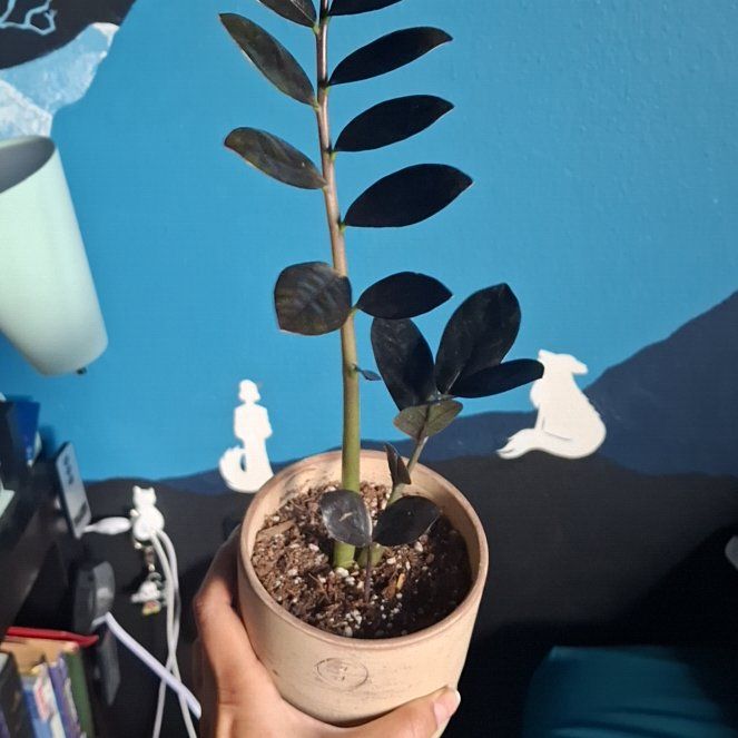 Photo of the plant species ZZ Plant 'Super Nova' by @TimelyTearose named Sherlock on Greg, the plant care app