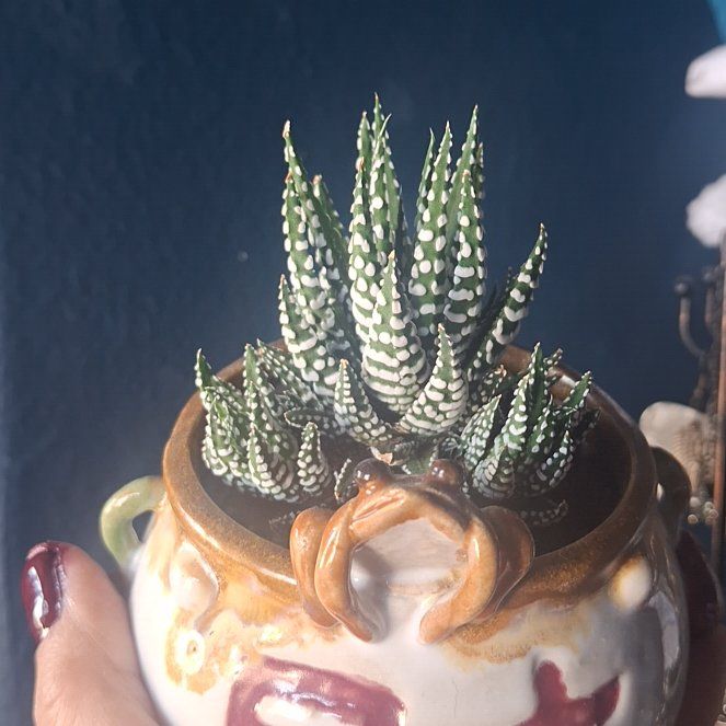 Photo of the plant species Haworthia 'Big Band' by @TimelyTearose named Zebra on Greg, the plant care app