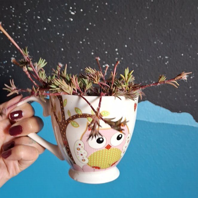 Photo of the plant species Moss Rose by @TimelyTearose named Athena on Greg, the plant care app