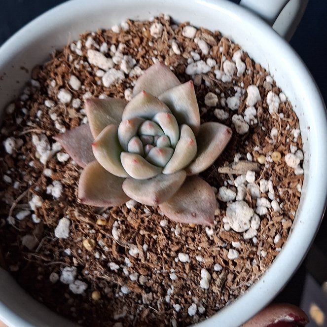 Photo of the plant species 'Blue Bird' Echeveria by @TimelyTearose named Blue Bird on Greg, the plant care app