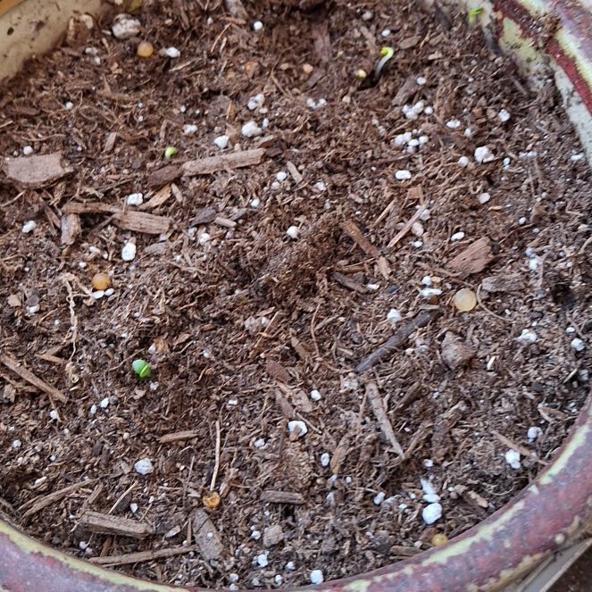 Photo of the plant species Cornflower 'Blue Boy' by @TimelyTearose named Bachelor Buttons on Greg, the plant care app