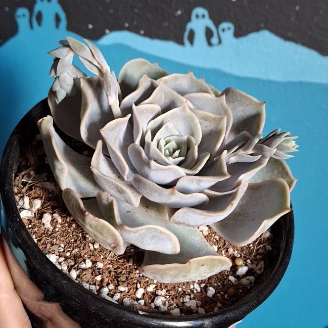 Photo of the plant species Echeveria 'Pollux' by @TimelyTearose named Pollock on Greg, the plant care app