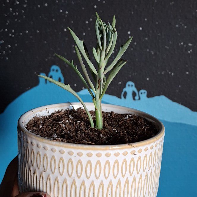 Photo of the plant species Elk Horn by @TimelyTearose named Elk Cove on Greg, the plant care app