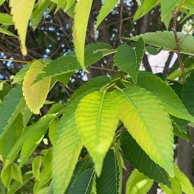 Photo of the plant species Japanese Zelkova by @FullTorchcactus named ChloroPhil on Greg, the plant care app