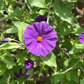Photo of the plant species Blue Potato Bush by @FullTorchcactus named Darwin on Greg, the plant care app