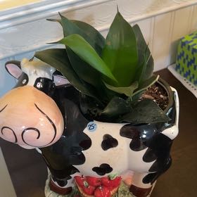 Photo of the plant species Snake Plant by @peachyliva named Sizzle on Greg, the plant care app