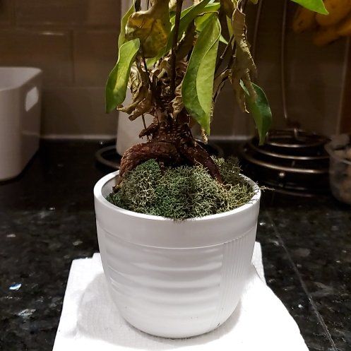Photo of the plant species Bonsai by @QuietKentiapalm named Tolkien on Greg, the plant care app