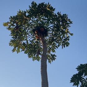 Photo of the plant species Papaya by @SassyTinderconk named Treeyoncé on Greg, the plant care app