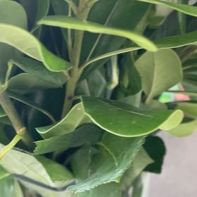 Photo of the plant species Glossy Privet by @SassyTinderconk named Beyonce on Greg, the plant care app