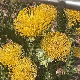 Photo of the plant species Red Pincushion-Protea by @SassyTinderconk named Demi on Greg, the plant care app