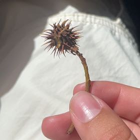 Photo of the plant species American Sweetgum by @SassyTinderconk named Bruce Lee on Greg, the plant care app