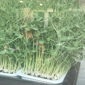 Photo of the plant species Peter's Cress by @SassyTinderconk named Harry on Greg, the plant care app
