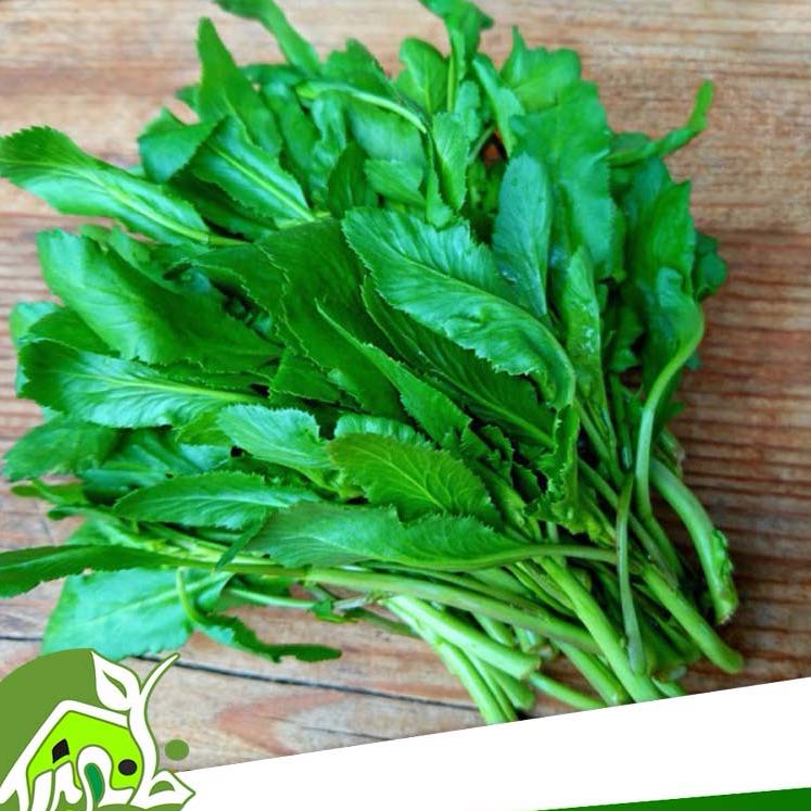 Photo of the plant species Garden Cress by @DevotedCassava named Robert Plant on Greg, the plant care app