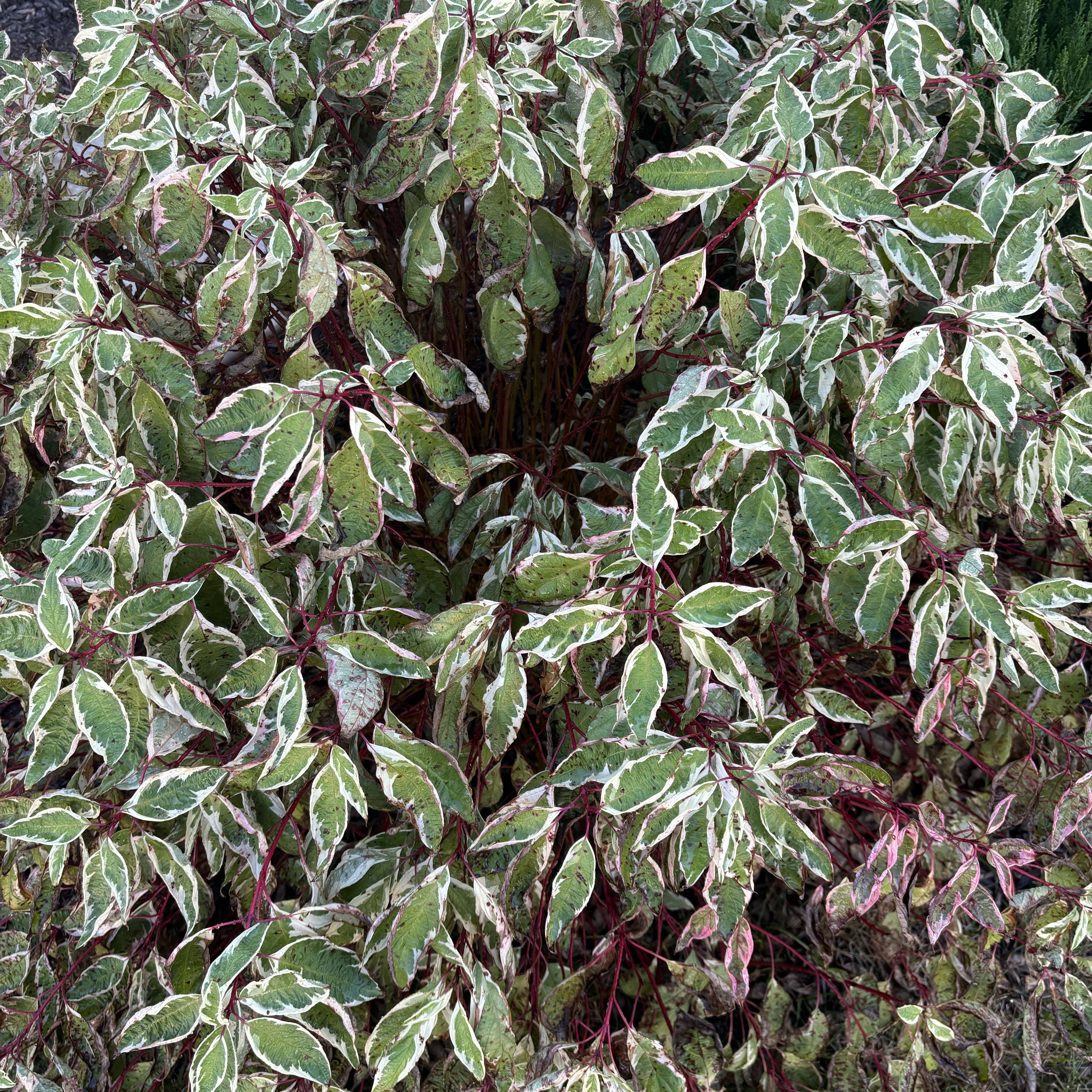 Photo of the plant species Ivory Halo Dogwood by @RootedKale54 named Einstein on Greg, the plant care app