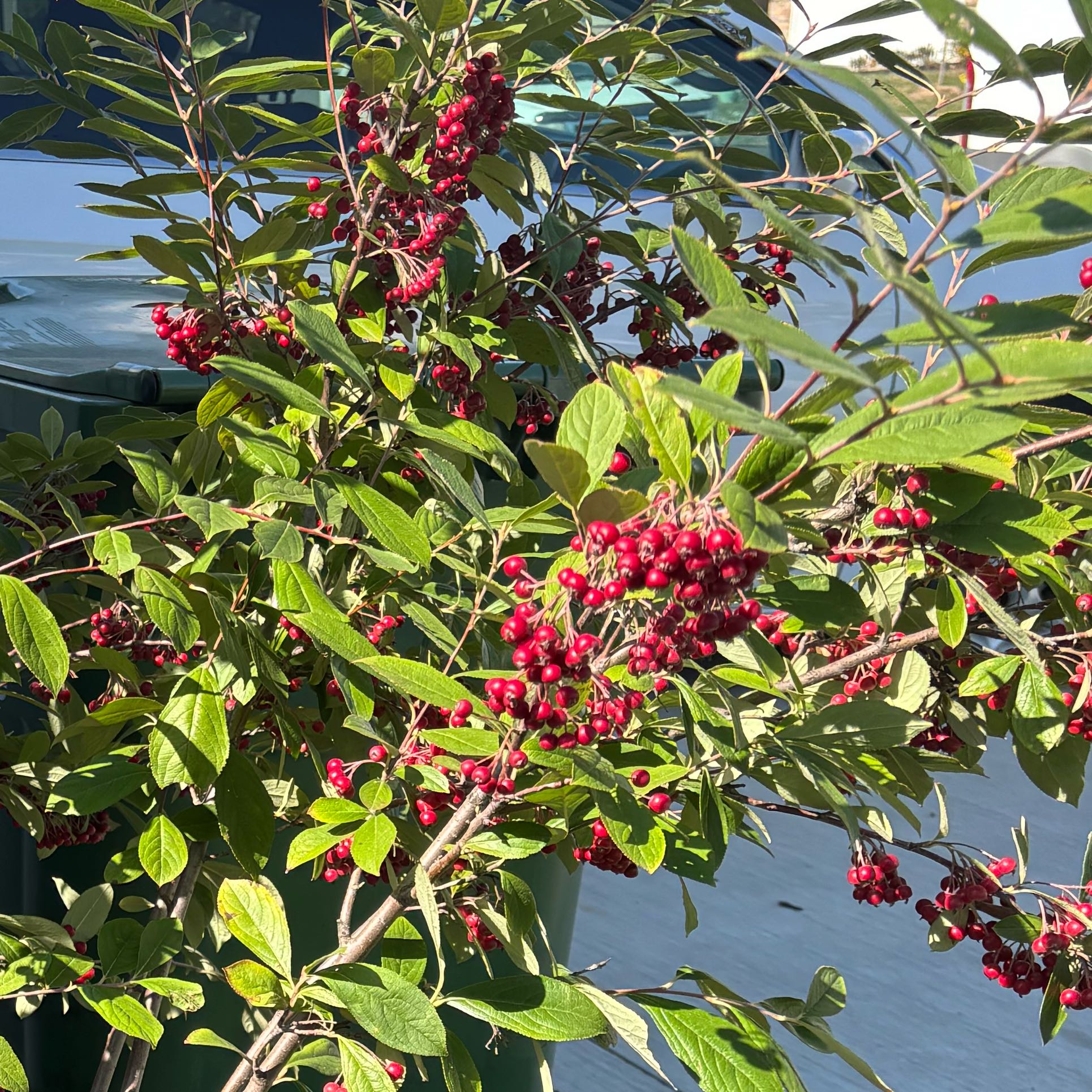Photo of the plant species Milkflower Cotoneaster by @RootedKale54 named Pax on Greg, the plant care app