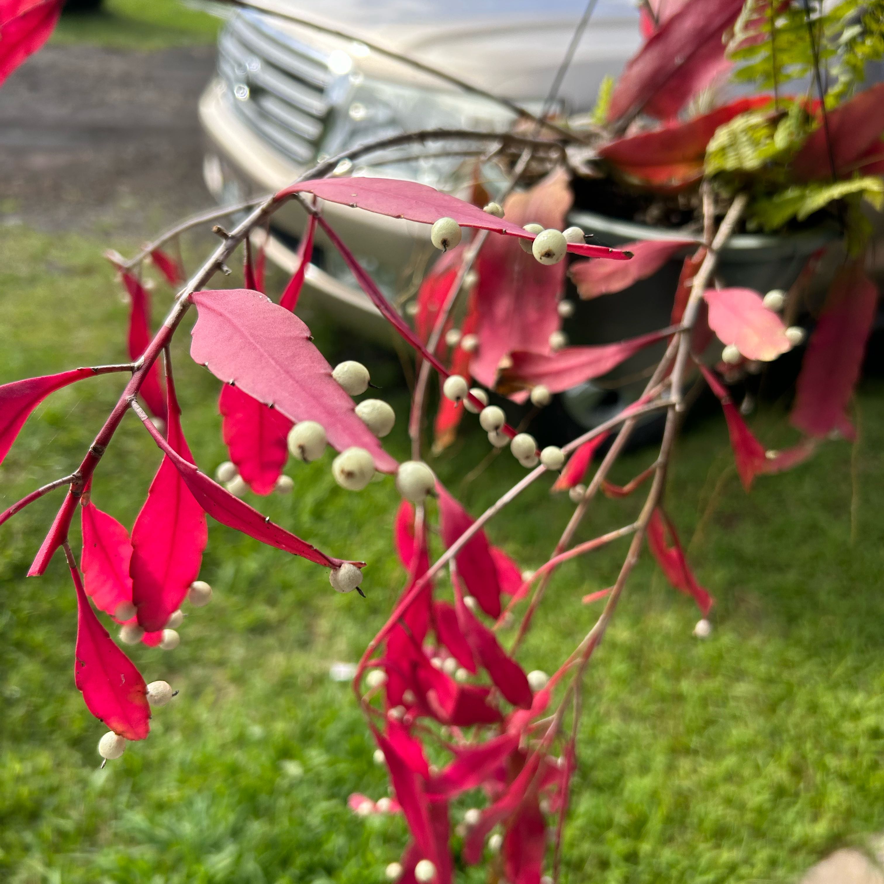 Photo of the plant species Red Rhipsalis by @DearBlueburrito named Plato on Greg, the plant care app