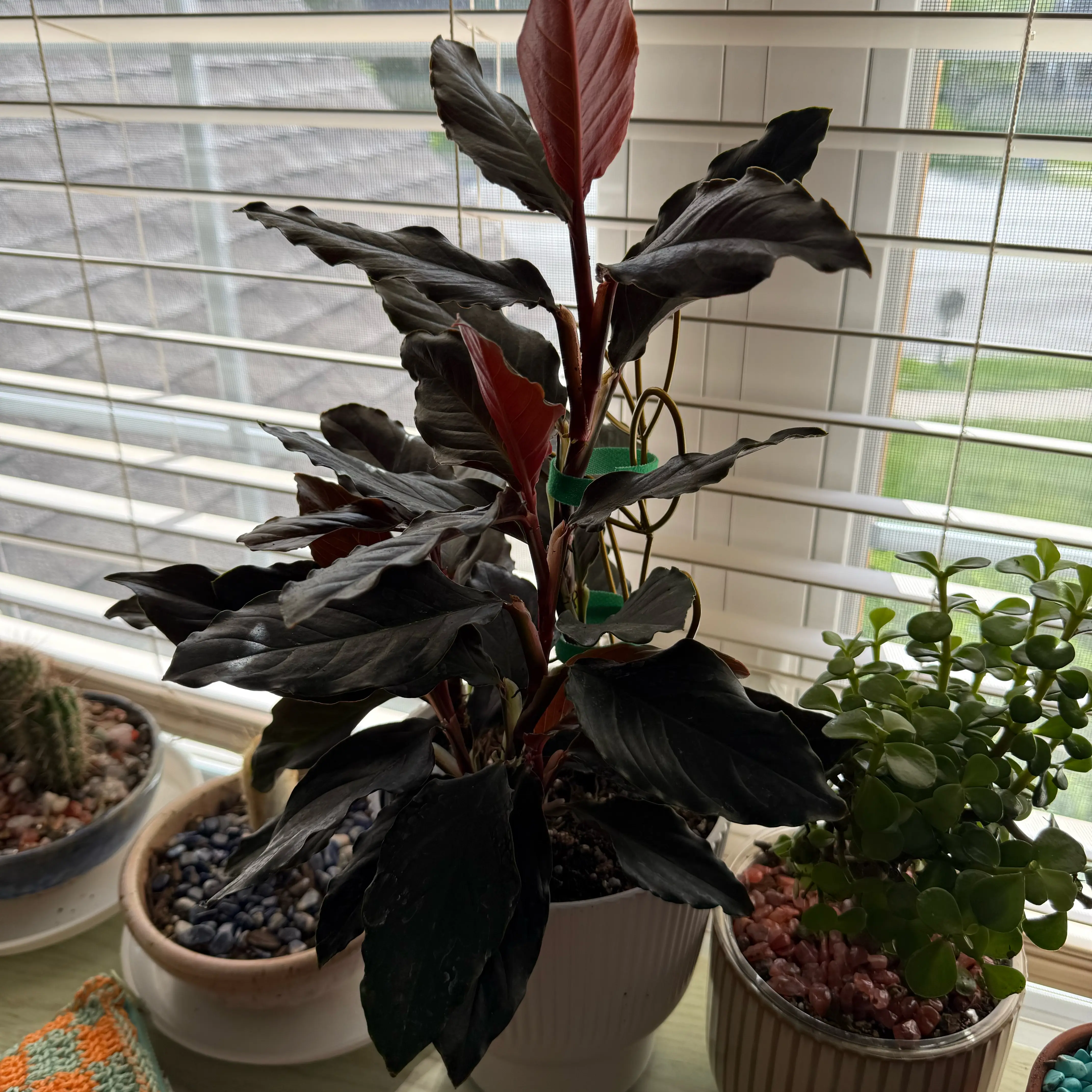 Photo of the plant species N/A by @Doitforthevine named Tree Diddy on Greg, the plant care app