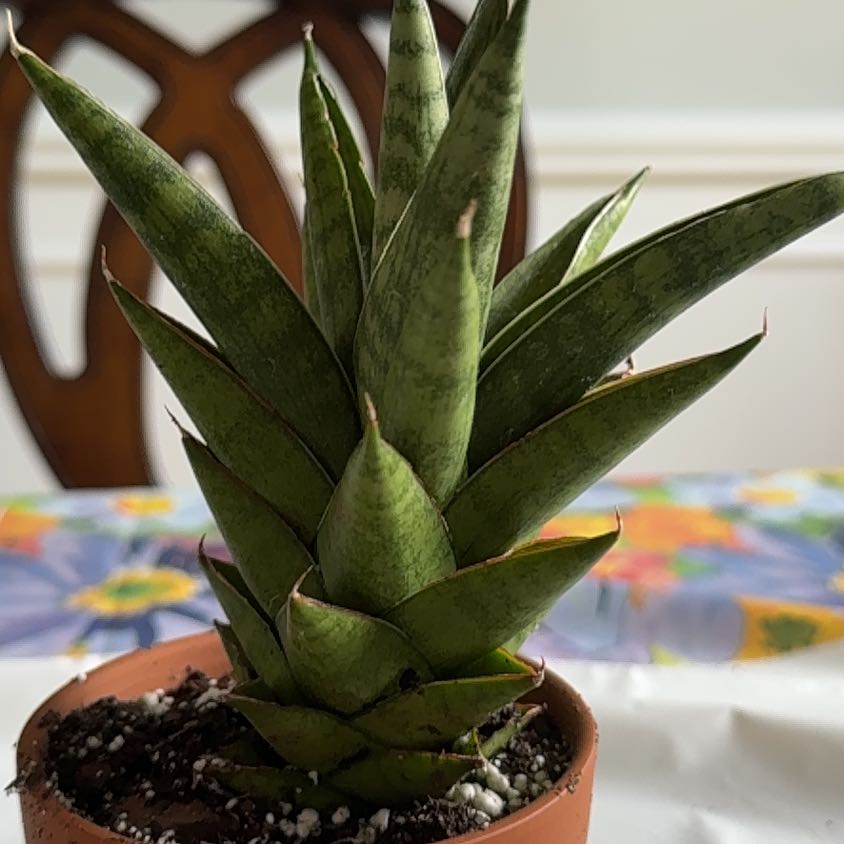 Photo of the plant species Snake Plant by @Doitforthevine named Rainier on Greg, the plant care app