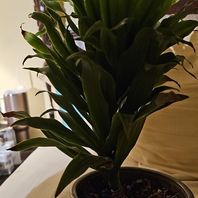 Photo of the plant species Bromeliad by @WonderlandAlice named Harper on Greg, the plant care app