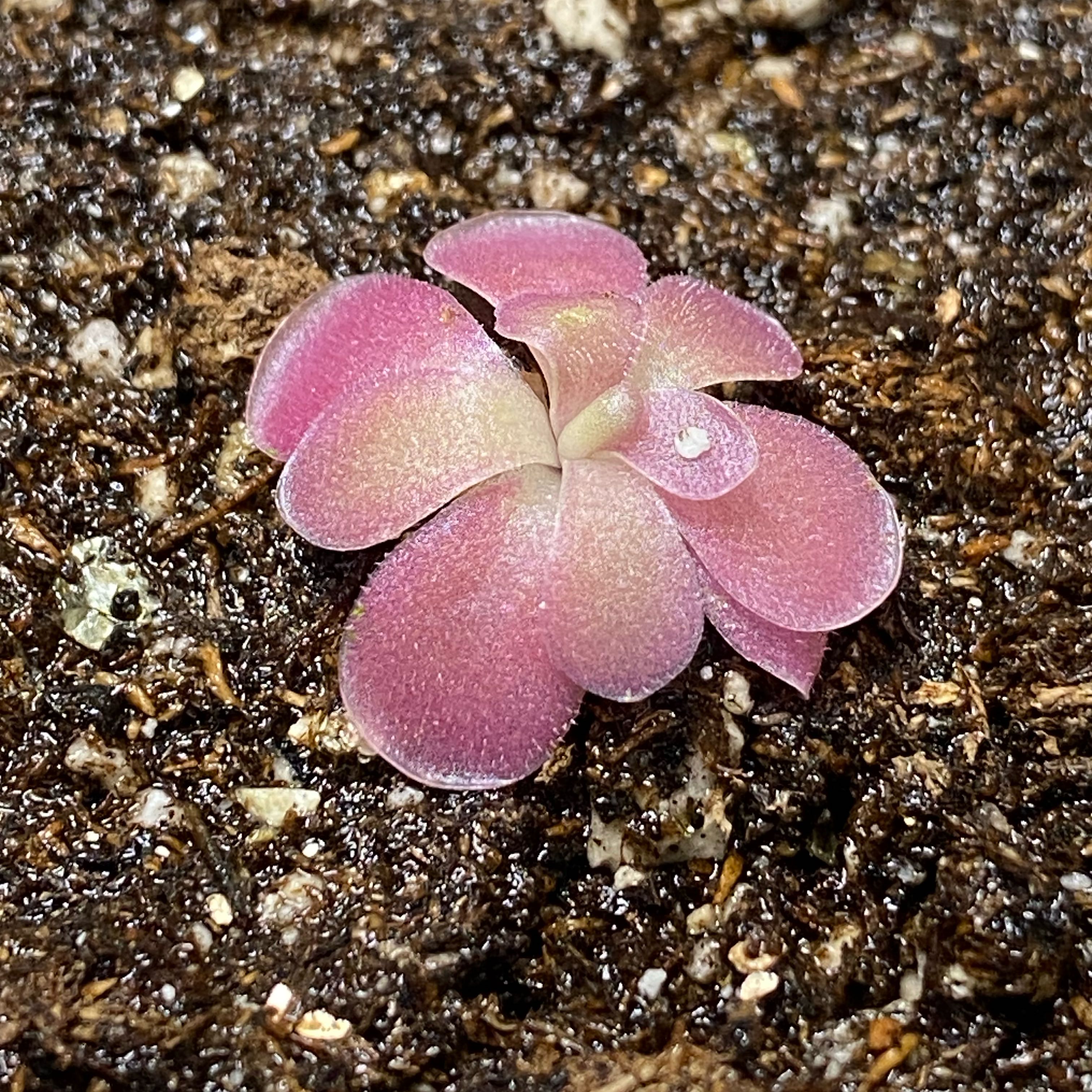 Photo of the plant species Butterwort by @Bethabuck named Johanna on Greg, the plant care app