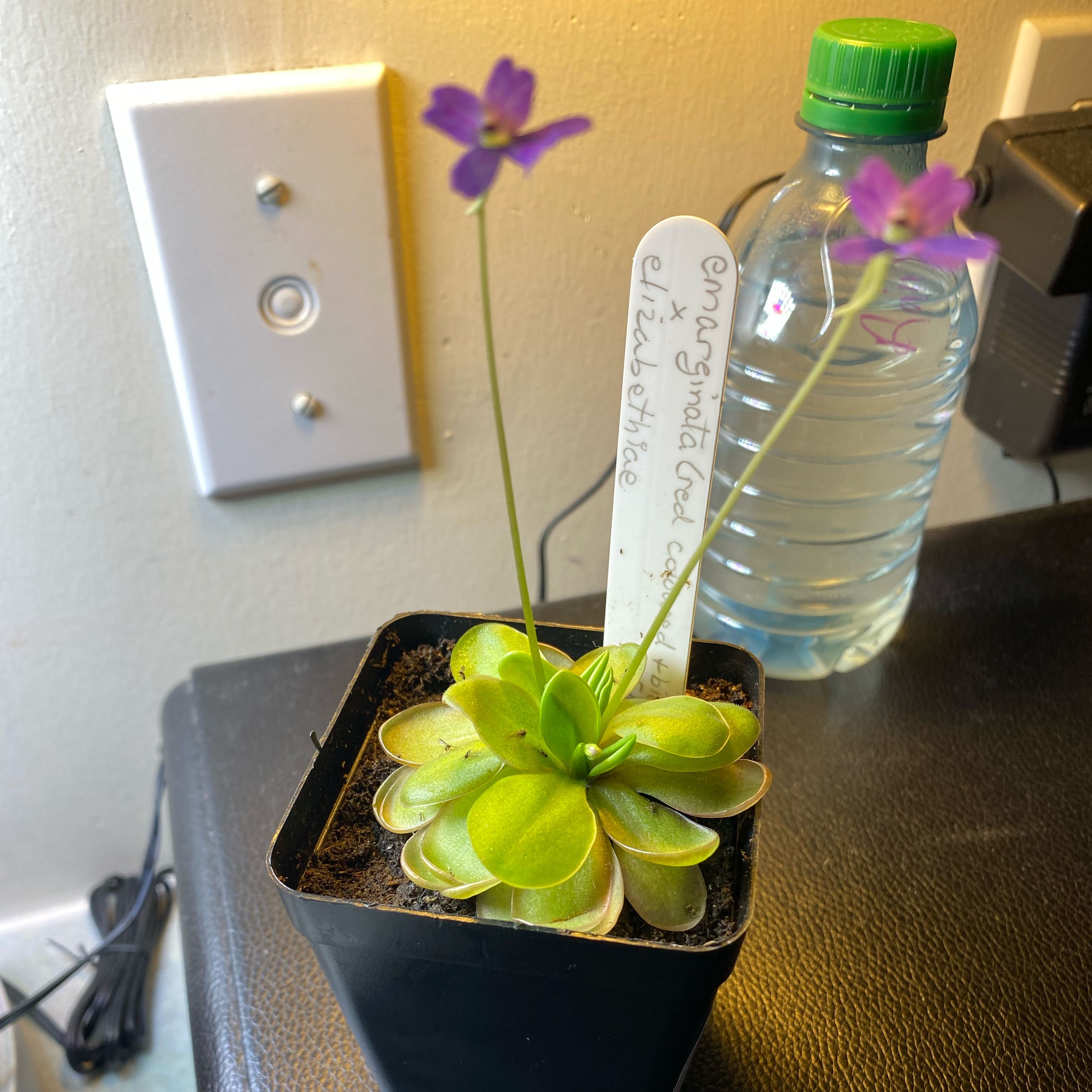 Photo of the plant species Pinguicula emarginata by @Bethabuck named Lizzie on Greg, the plant care app
