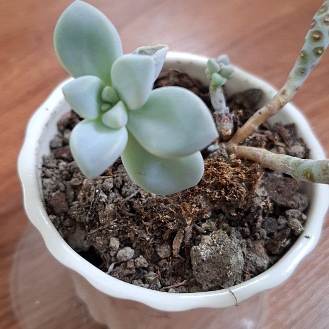 Photo of the plant species Graptosedum 'Miul' by @FairBabysbreath named Caloy on Greg, the plant care app