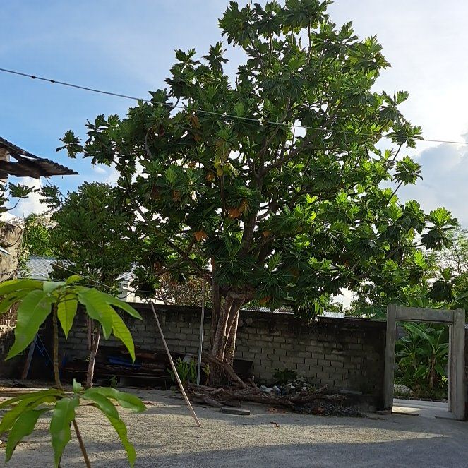 Photo of the plant species Breadfruit by @FunRedwood23 named Planty on Greg, the plant care app