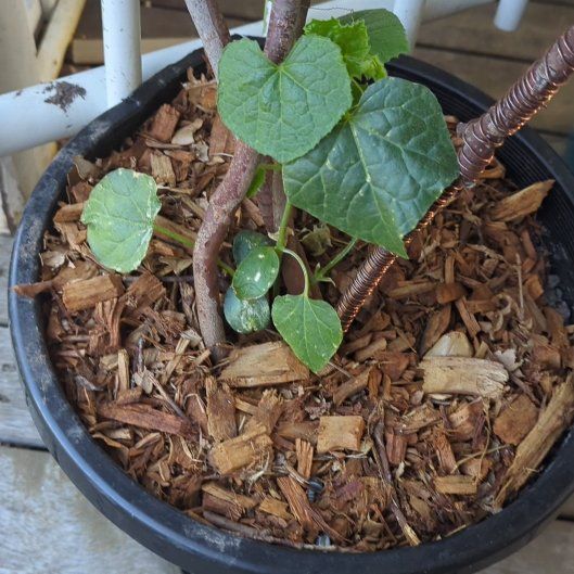 Photo of the plant species African Horned Cucumber by @SirTaffetaplant named KIWANO on Greg, the plant care app