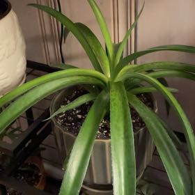 Photo of the plant species Texas tuberose by @CompetentCorn named Sanders on Greg, the plant care app