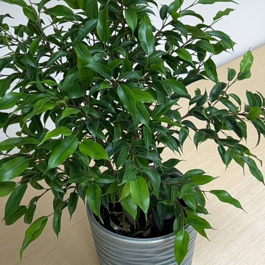 Photo of the plant species Ficus Beniamina by @TranquilPlanty named Ben on Greg, the plant care app