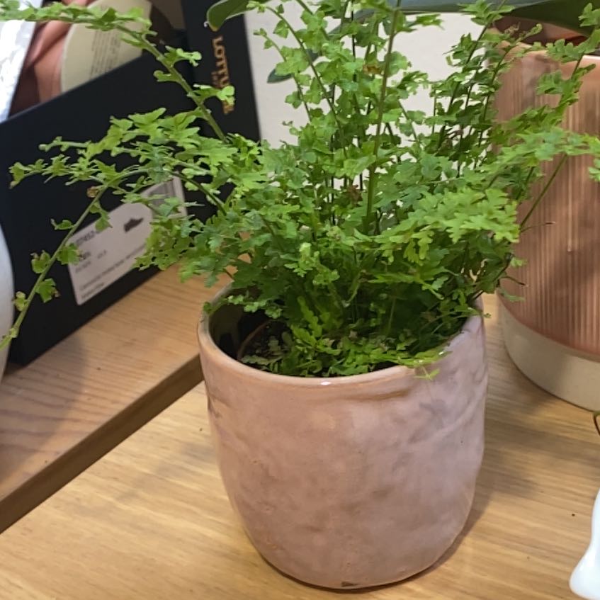 Plant care for Hawaiian Sunshine Fern on Greg, the plant care app