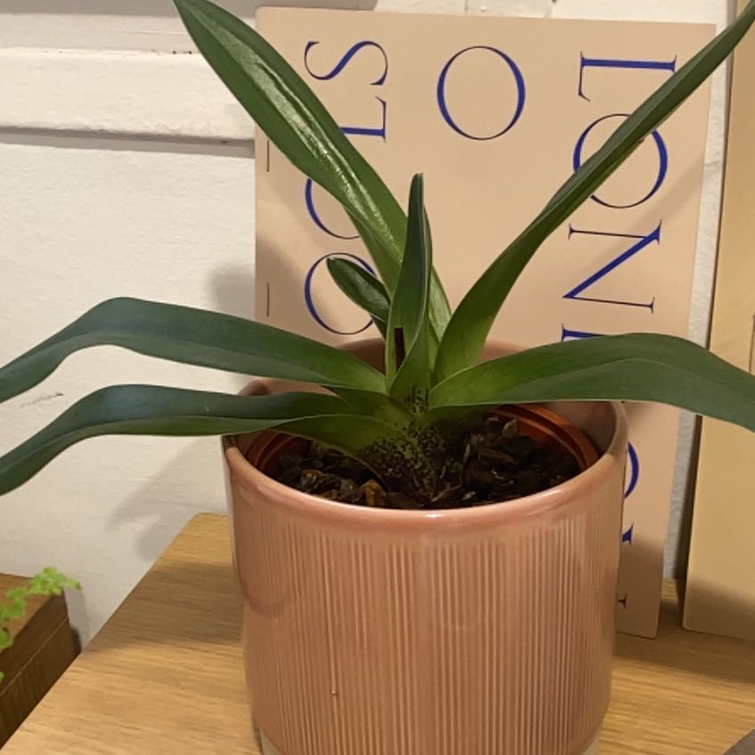 Photo of the plant species Slipper Orchid by @SnappySmearwort named Paphiopedilum on Greg, the plant care app