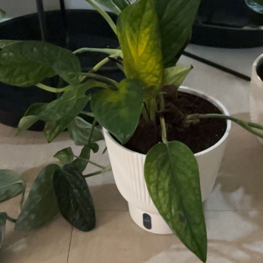 Photo of the plant species Green Galaxy Monstera by @DandyAmazonlily named Clooney on Greg, the plant care app