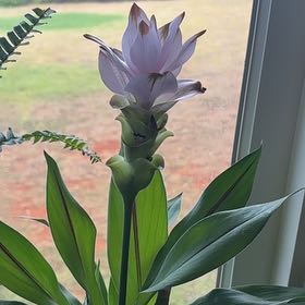 Photo of the plant species Curcuma 'Ruby' by @SleekCliantro named Austen on Greg, the plant care app