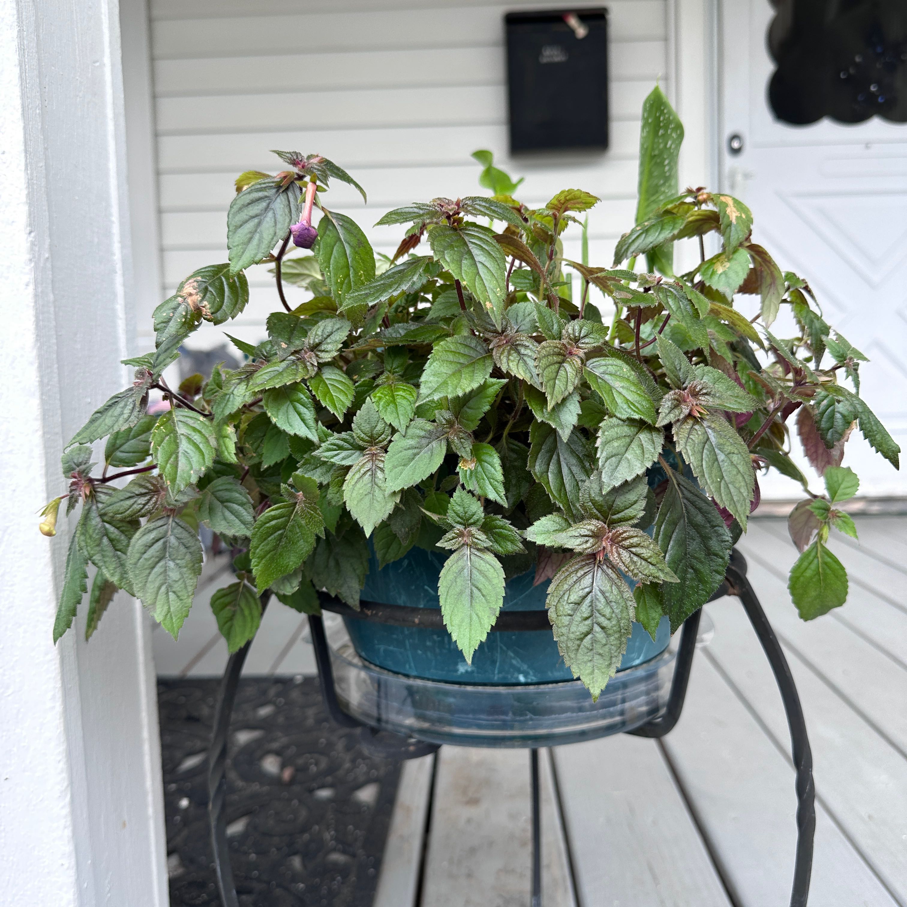 Photo of the plant species Hot Water Plant by @SwellMirrorball named Sir Plancelot on Greg, the plant care app