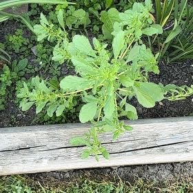 Photo of the plant species Purple Amaranth by @SwellMirrorball named Kylie on Greg, the plant care app