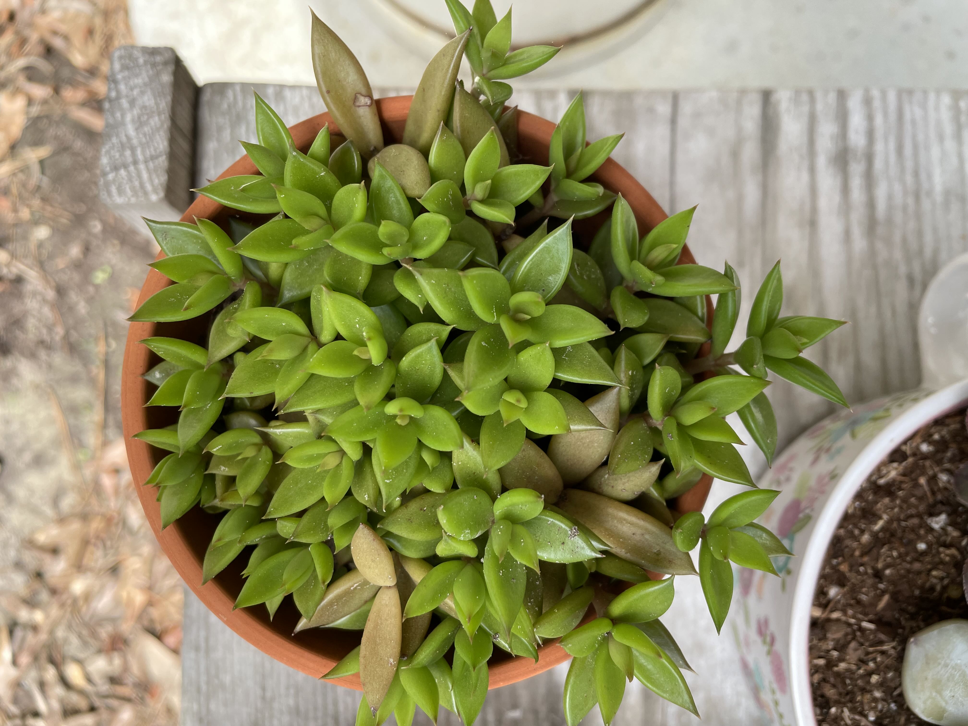 Is this a stone crop? The first picture is from April, t...