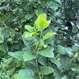 Photo of the plant species Anamu by @HeroSandhickory named Hamilton on Greg, the plant care app