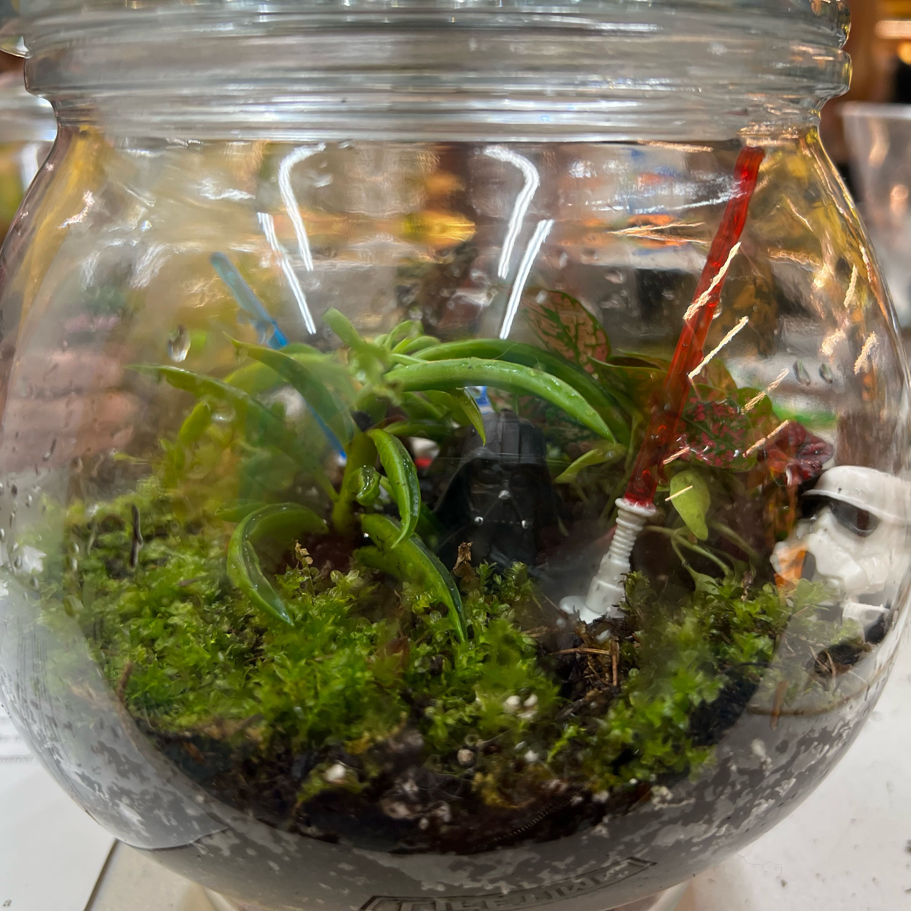 Photo of the plant species Taco Plant by @DWplantsWV named Terrarium on Greg, the plant care app