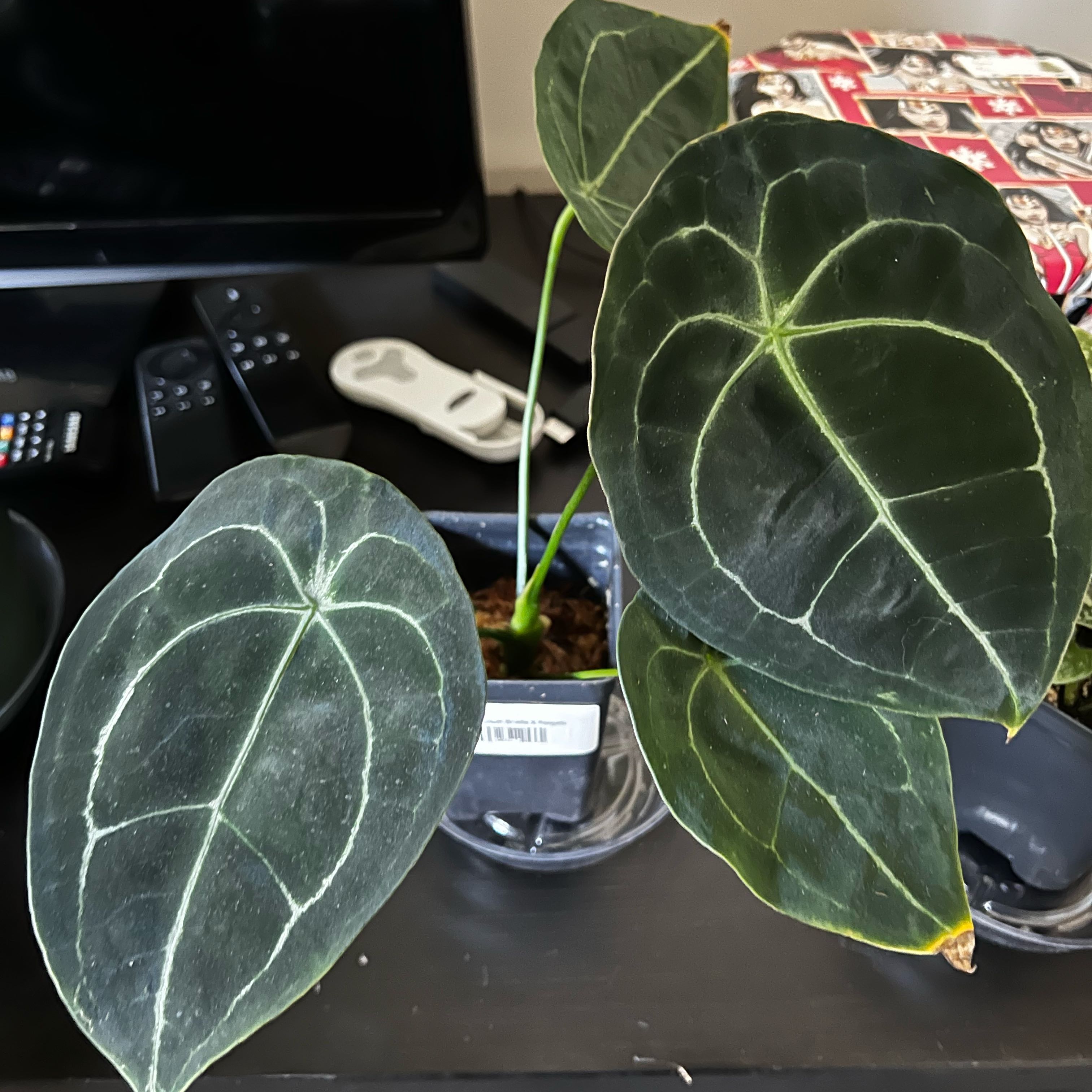 Photo of the plant species Anthurium Brielle X by @DWplantsWV named Liam on Greg, the plant care app