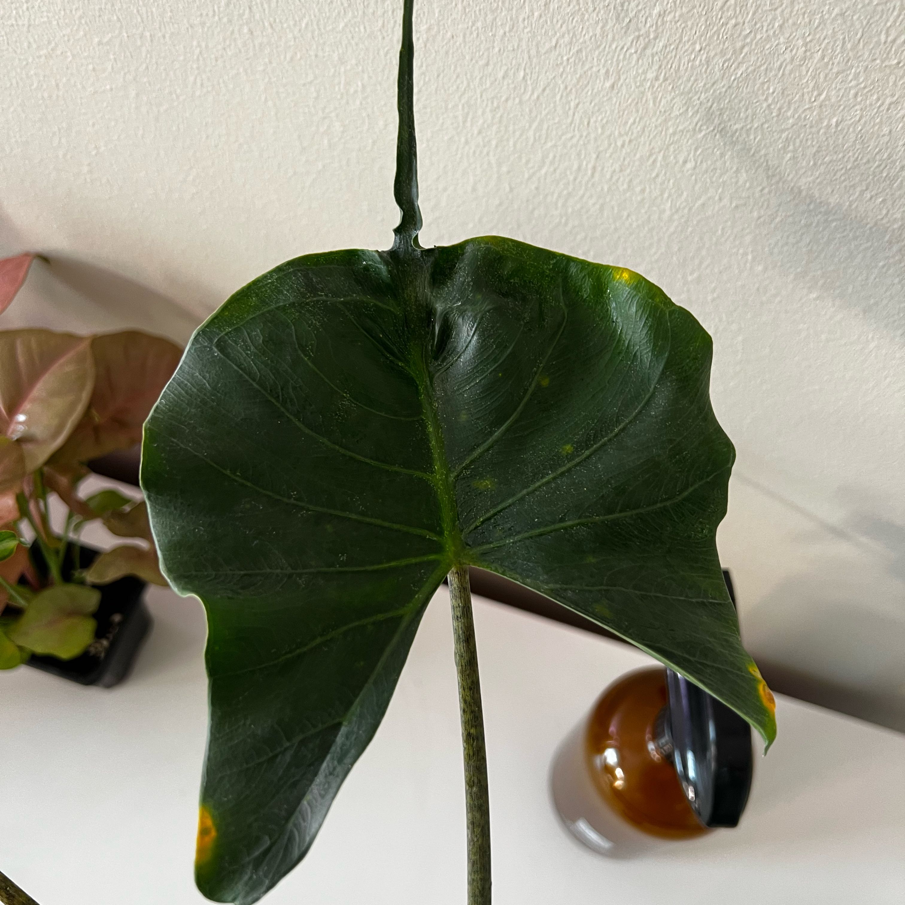 Photo of the plant species Stingray Plant by @DWplantsWV named Sawyer on Greg, the plant care app