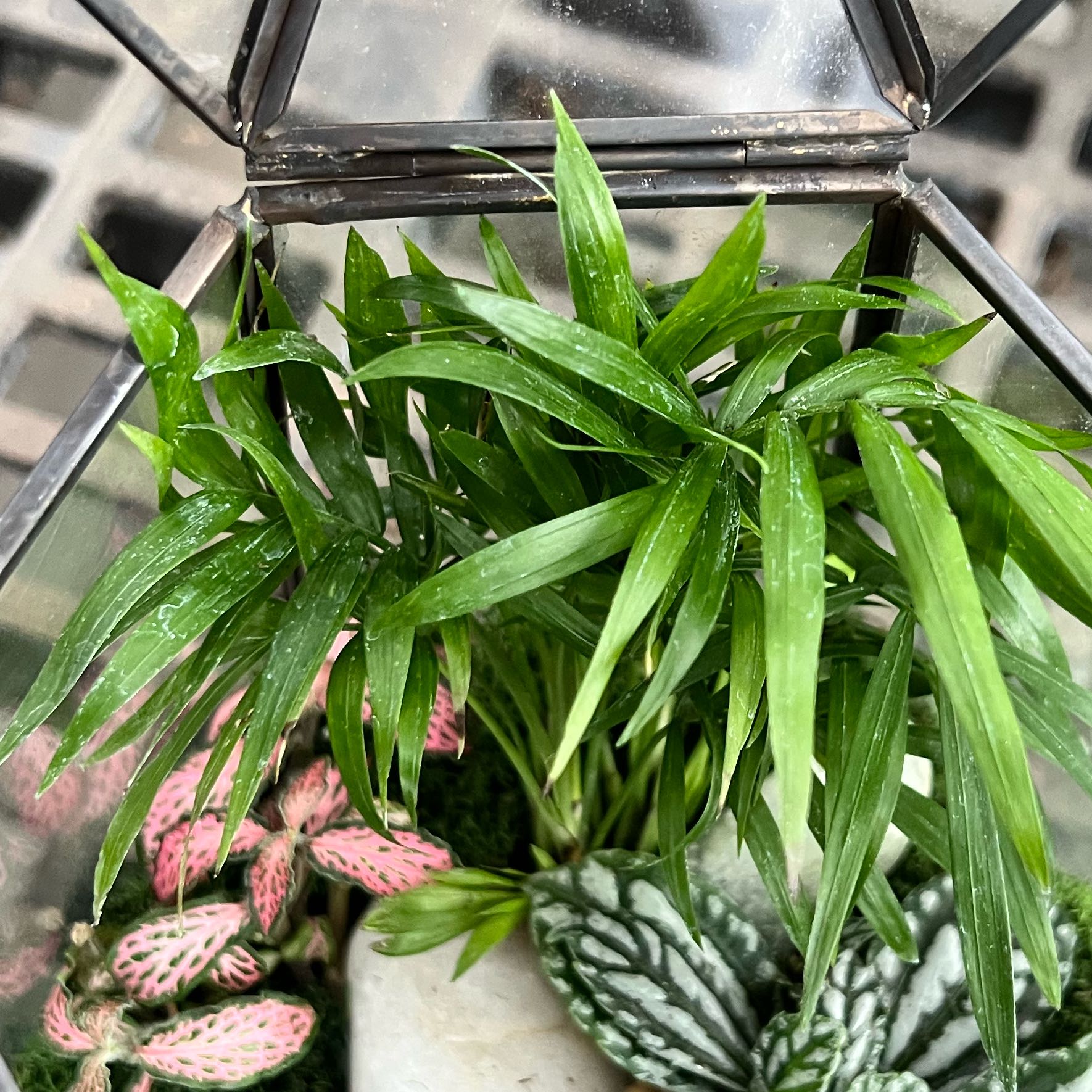 Photo of the plant species neantha bella palm by @DWplantsWV named Gloria on Greg, the plant care app