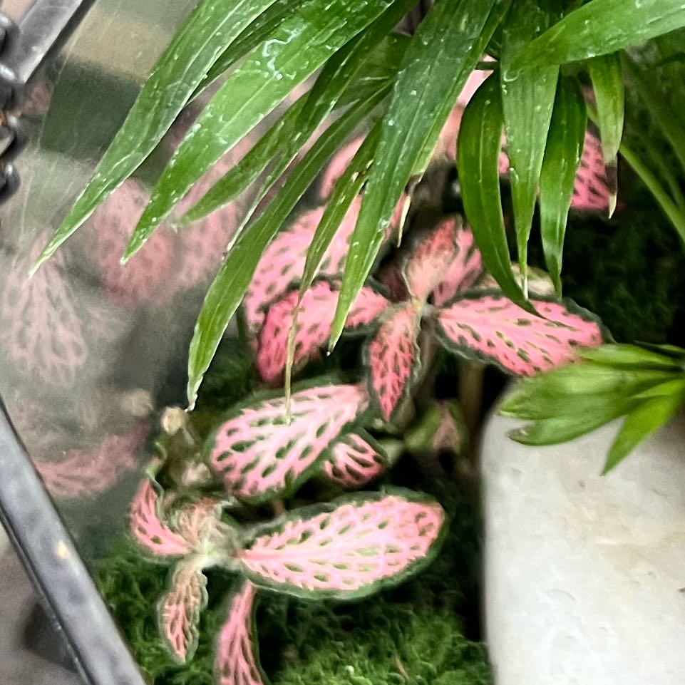 Photo of the plant species Fittonia 'Pink Forest Flame' by @DWplantsWV named Stella on Greg, the plant care app