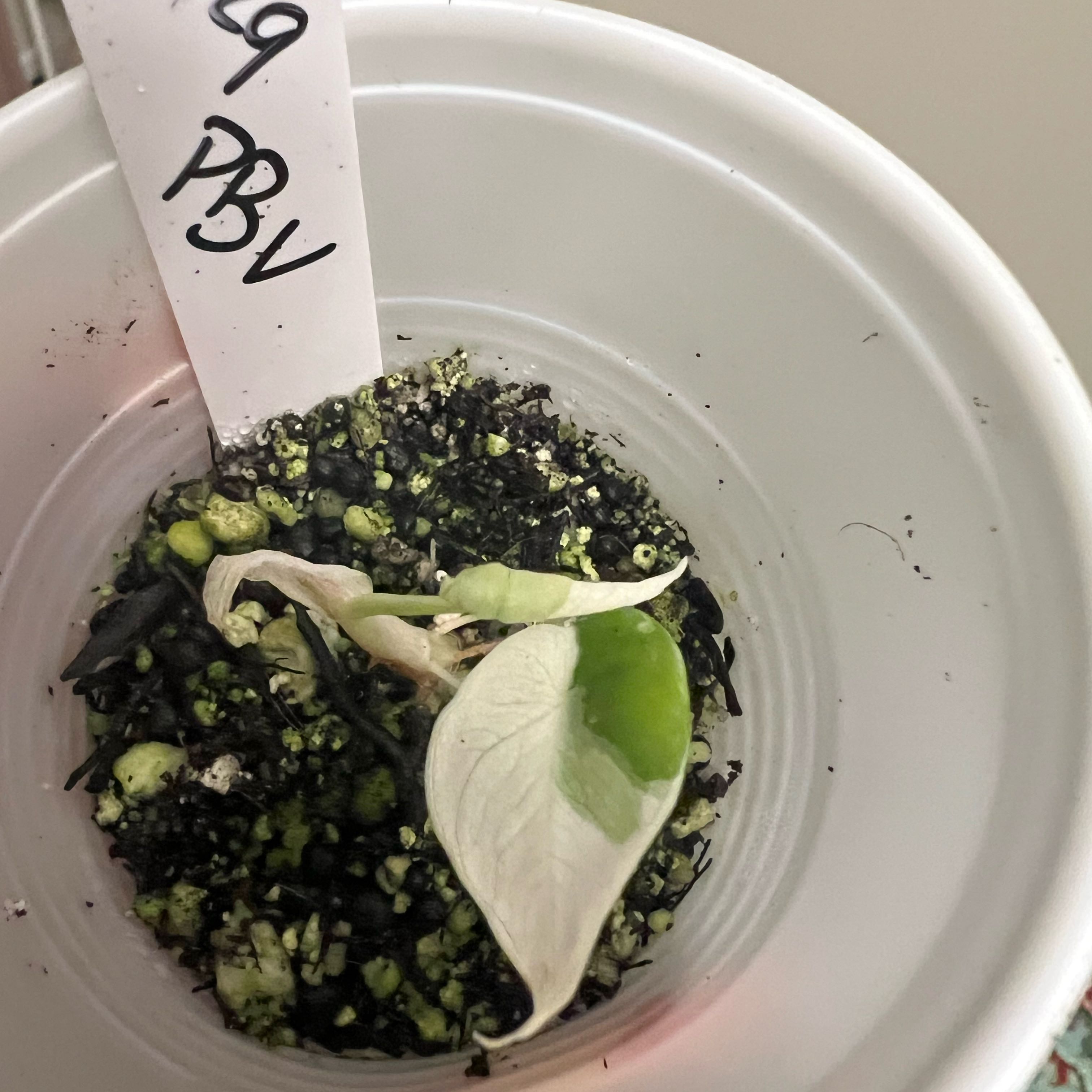Photo of the plant species Alocasia Pink Black Velvet by @DWplantsWV named Athena on Greg, the plant care app