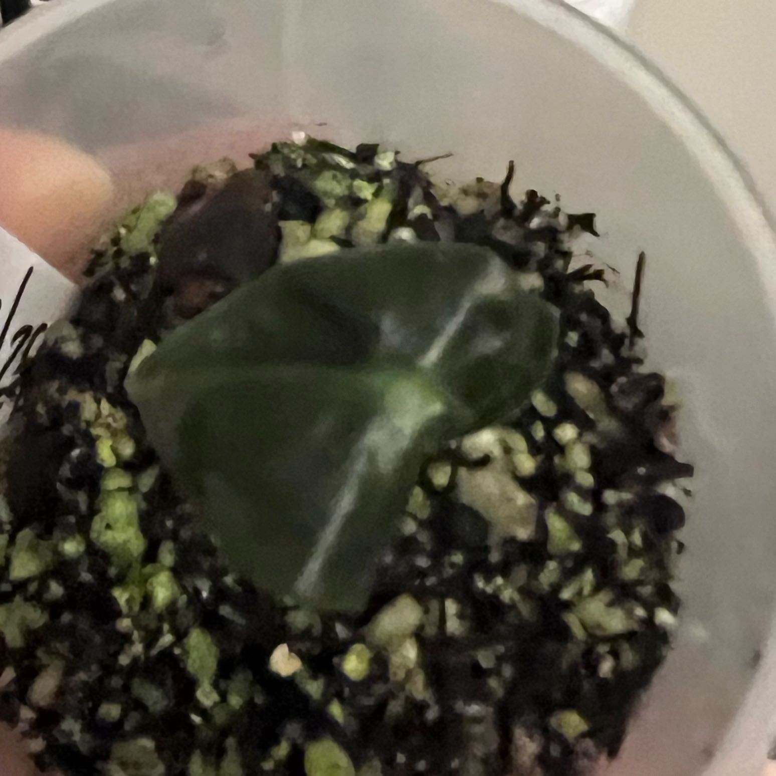 Photo of the plant species Balloon Heart by @DWplantsWV named Bragi on Greg, the plant care app