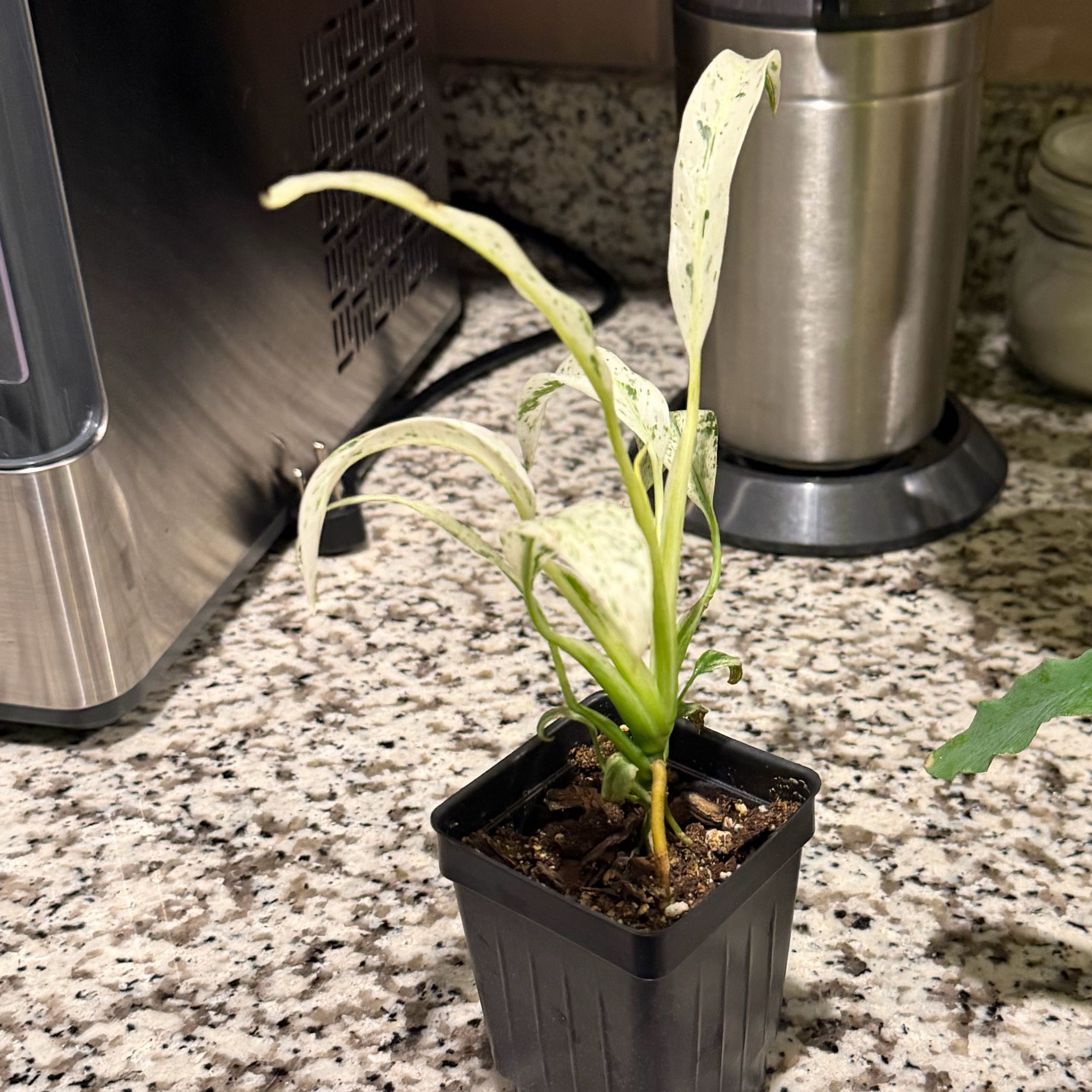 Photo of the plant species Marble Epipremnum Pinnatum by @DWplantsWV named Wanda on Greg, the plant care app
