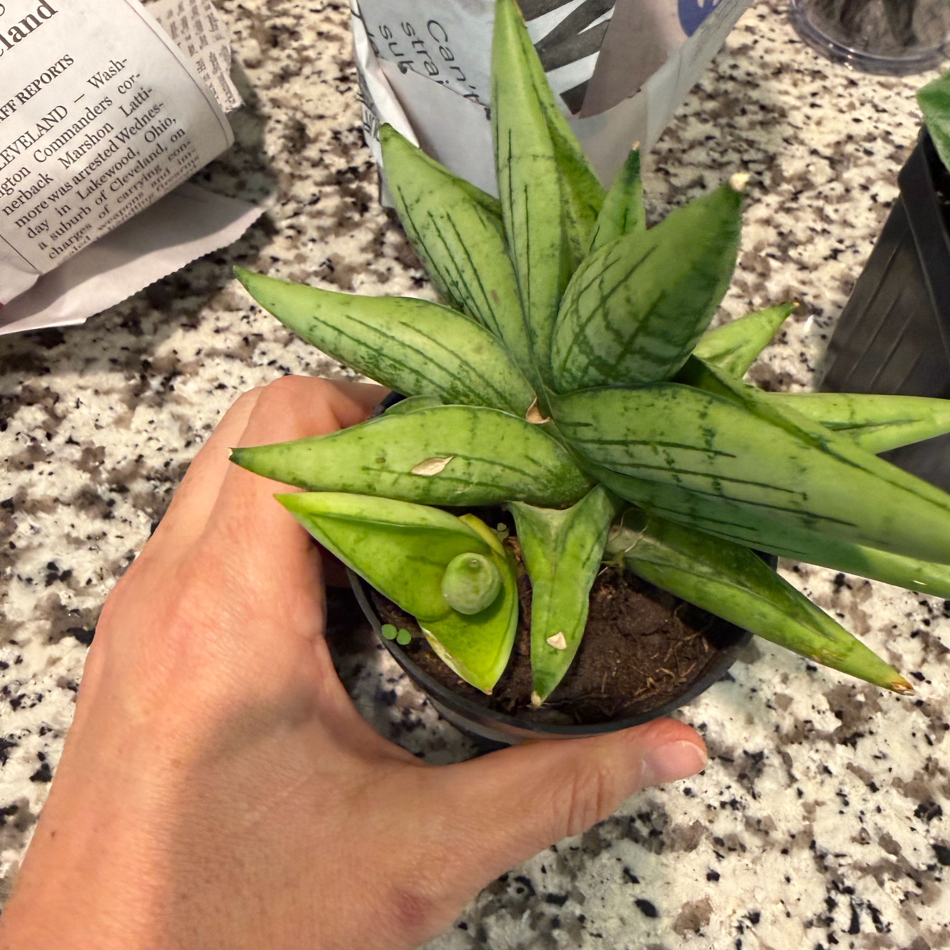 Photo of the plant species Sansevieria Night Owl by @DWplantsWV named Casper on Greg, the plant care app