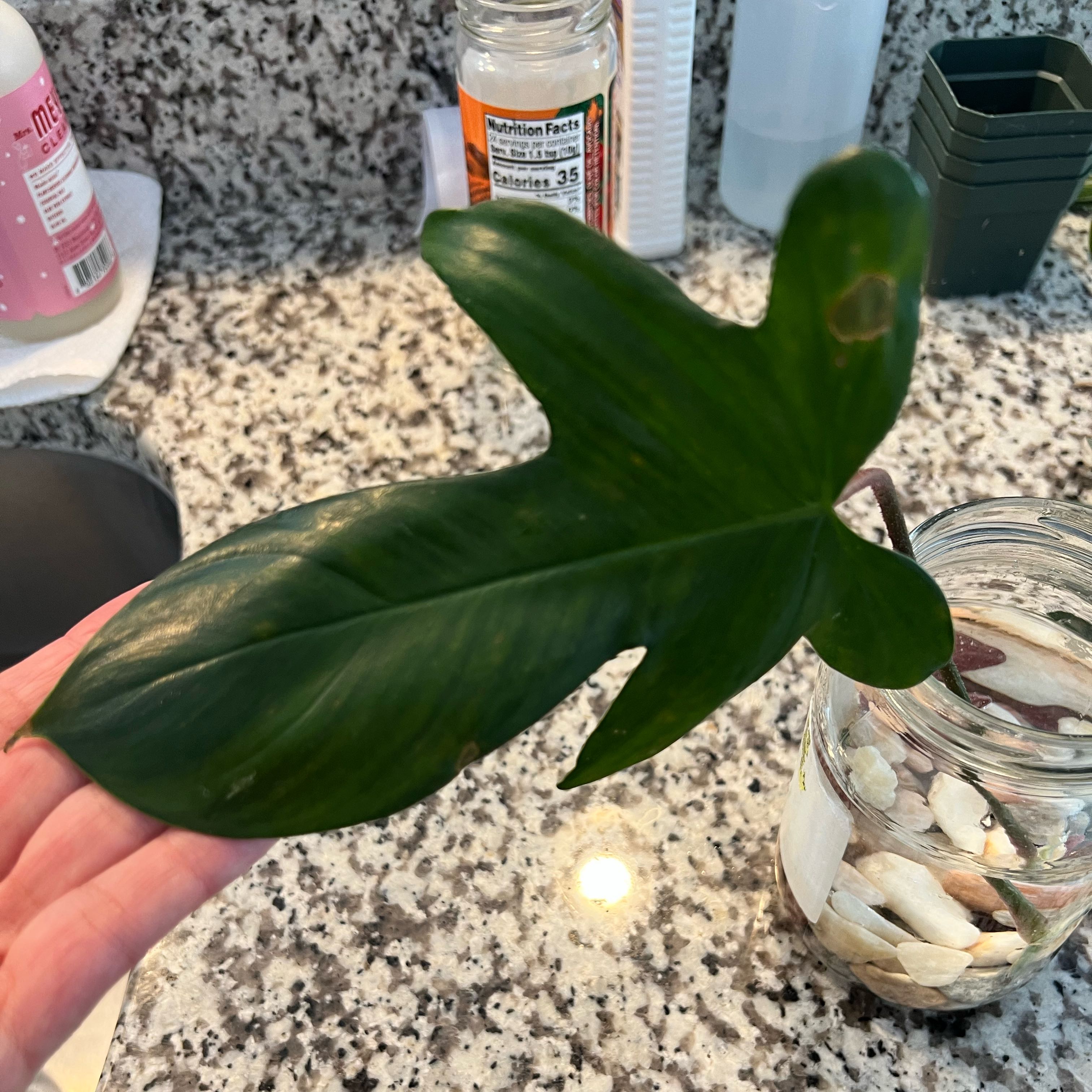 Photo of the plant species Philodendron Black Cardinal x Florida Beauty by @DWplantsWV named Garrick on Greg, the plant care app