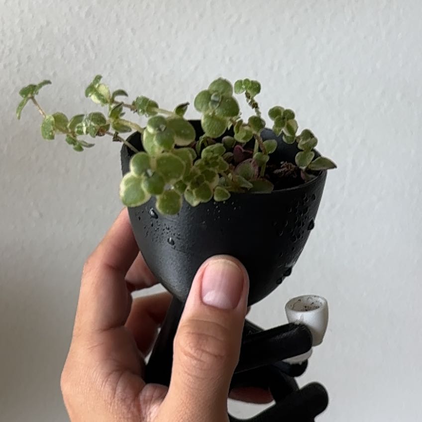 Small Crassula pellucida succulent plant with round green and red leaves, held in hand against white background.